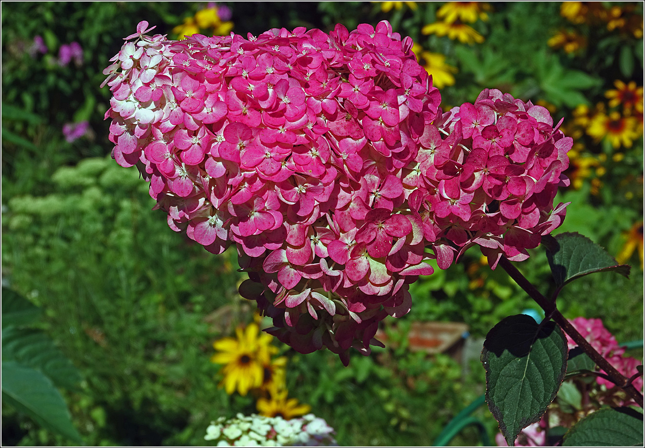Image of Hydrangea paniculata specimen.