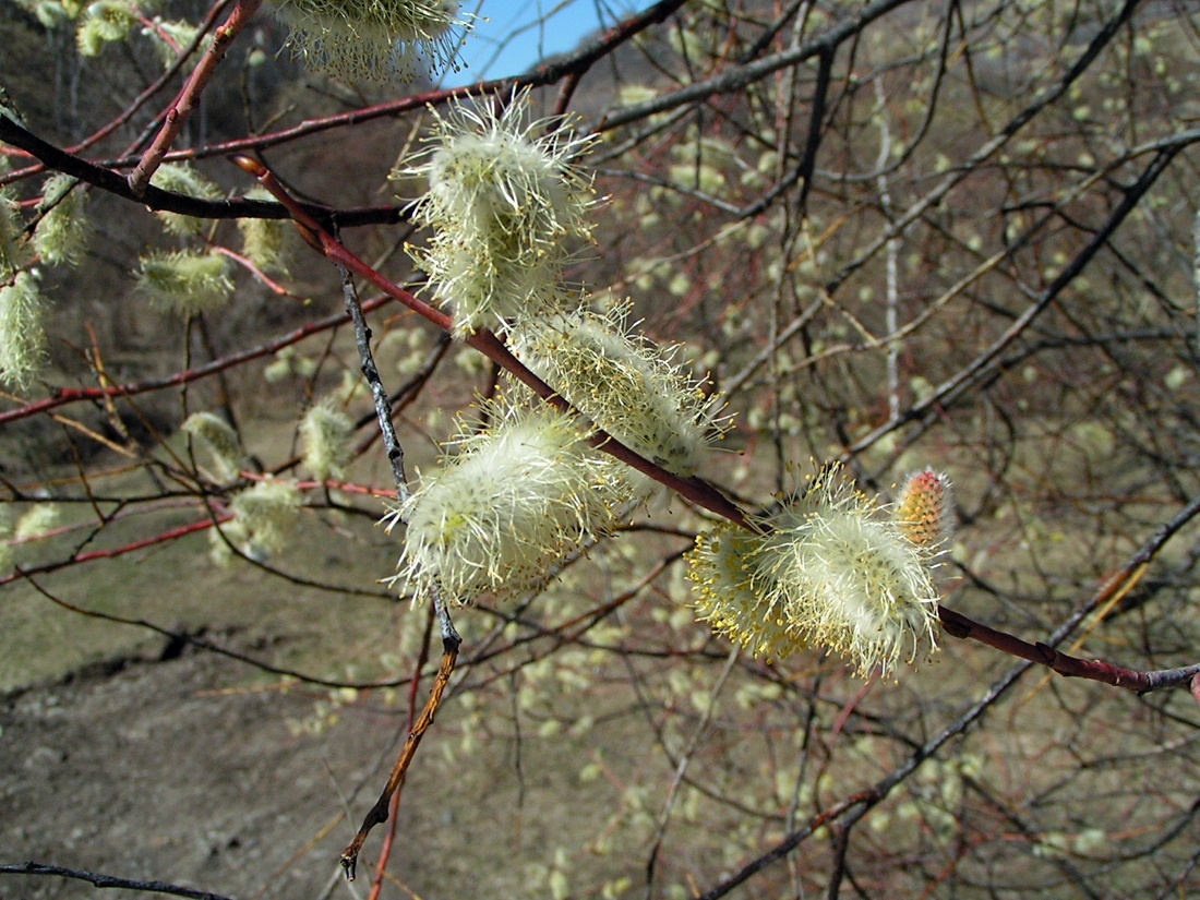 Image of Salix rorida specimen.