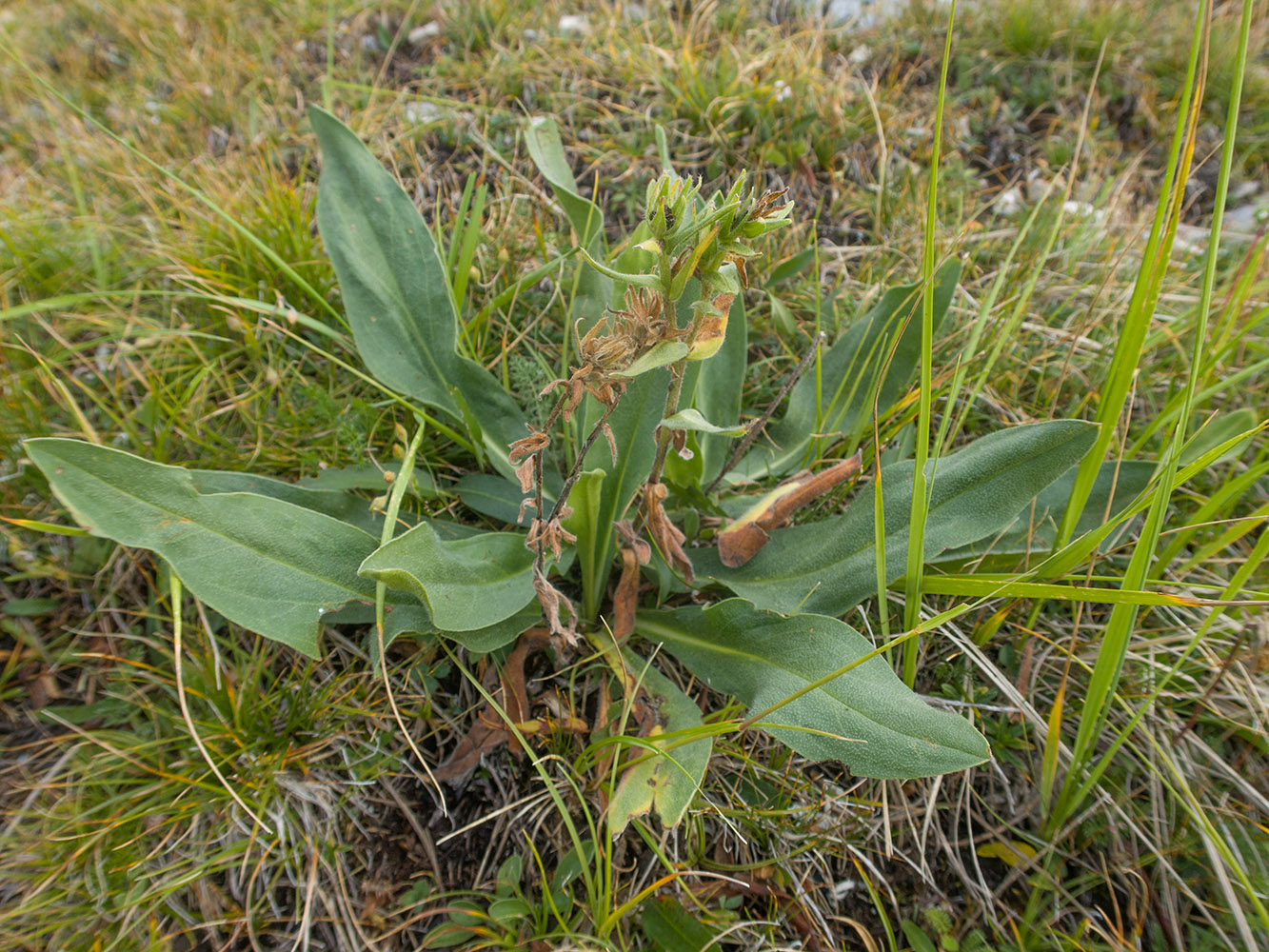 Изображение особи Huynhia pulchra.