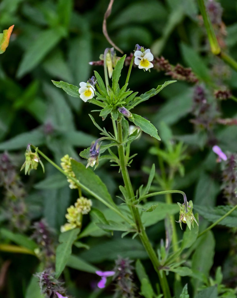 Image of Viola arvensis specimen.