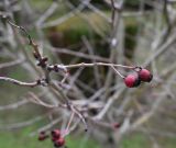 Crataegus rhipidophylla. Покоящаяся веточка с плодами. Крым, Евпатория, санаторий \"Планета\", озеленение территории. 09.01.2026.