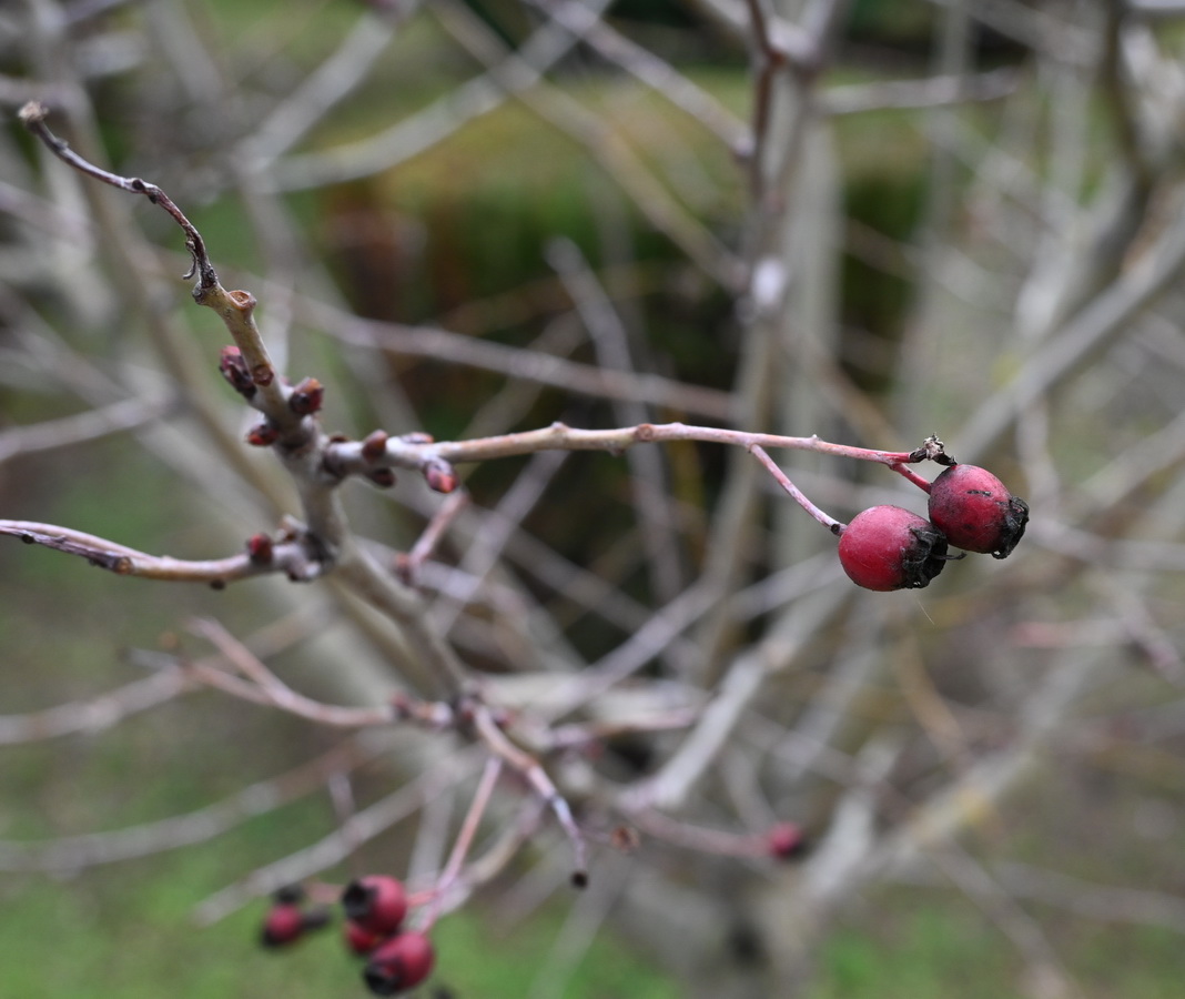 Изображение особи Crataegus rhipidophylla.