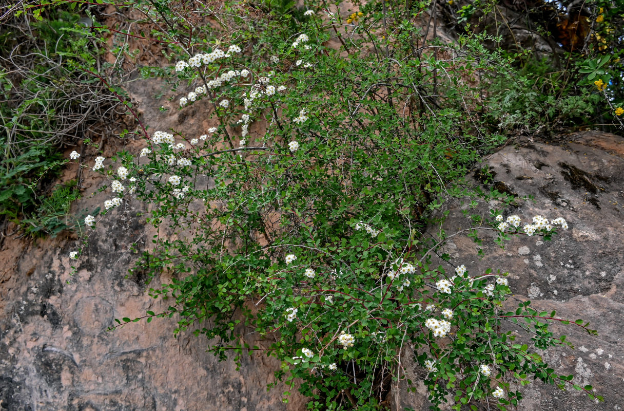 Изображение особи Spiraea canescens.