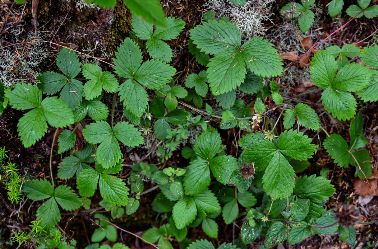 Image of Fragaria vesca specimen.