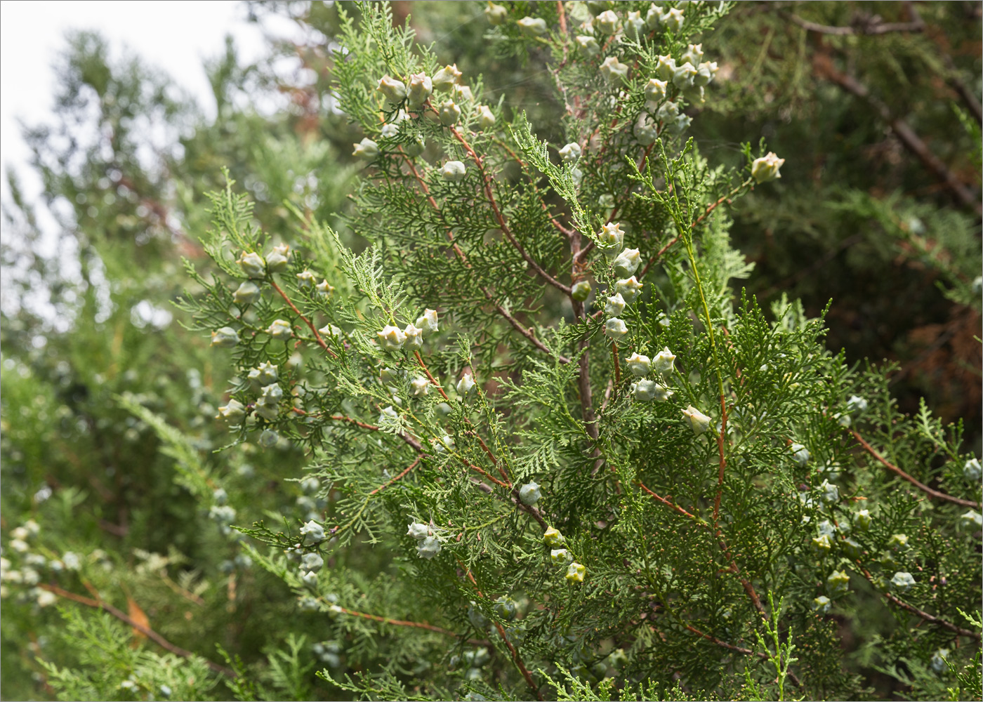 Image of Platycladus orientalis specimen.