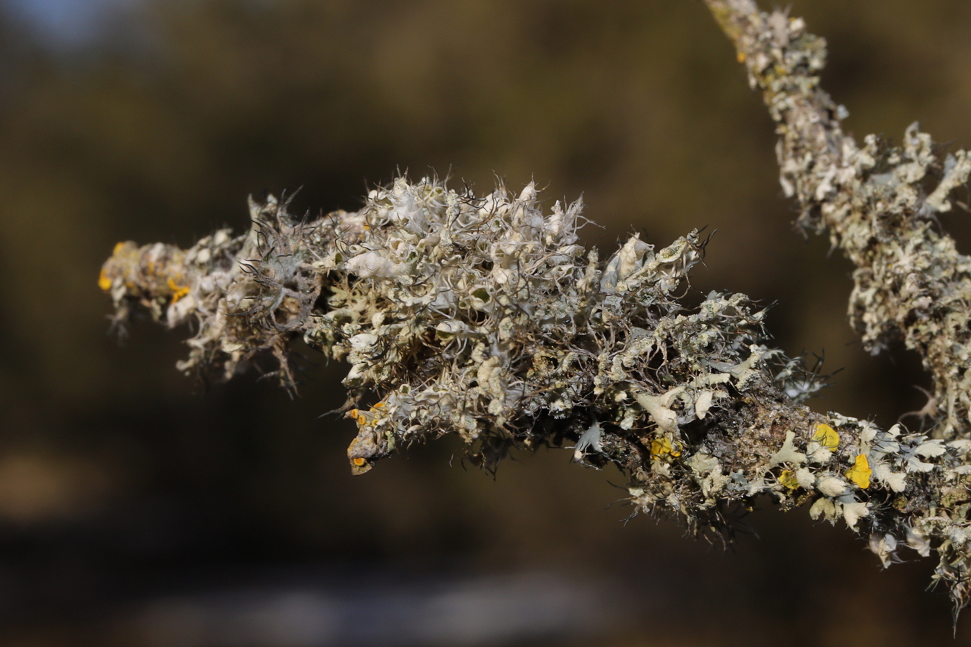 Изображение особи Physcia adscendens.