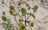 Eryngium maritimum. Верхушки побегов с соплодиями. Португалия, округ Сетубал, п-ов Троя, песчаный пляж. 16.08.2025.