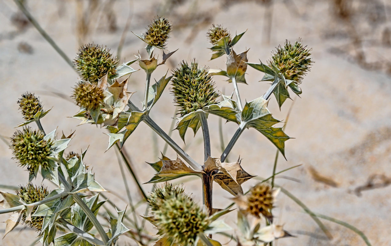 Изображение особи Eryngium maritimum.