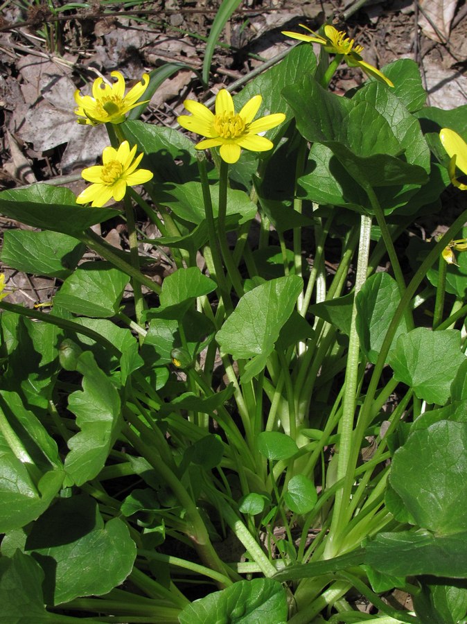 Изображение особи Ficaria calthifolia.