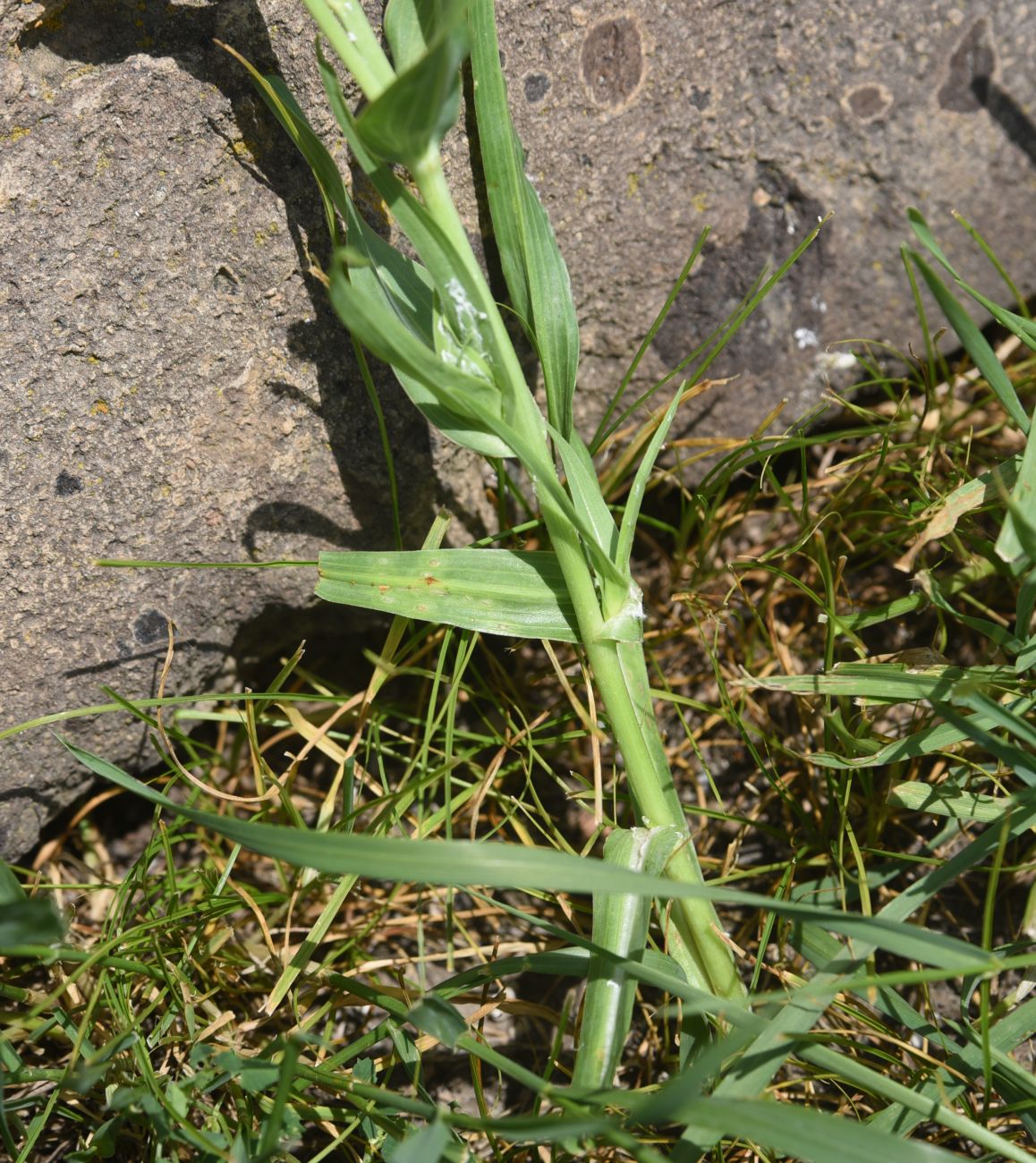 Image of Tragopogon albinervis specimen.