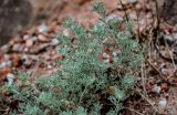 genus Artemisia. Верхушка побега. Китай, пров. Ганьсу, гора Цзиши, ущ. Дасы, сухой каменистый склон. 07.06.2025.