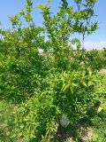 Punica granatum. Вегетирующее растение. 17.04.2026.