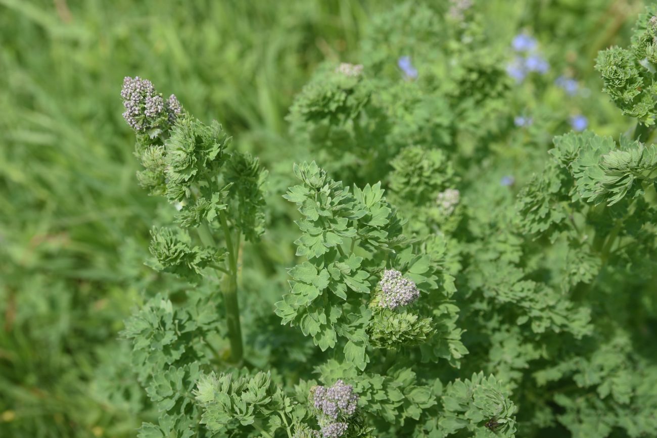 Изображение особи Неопознанный вид.