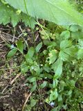 Myosotis cespitosa