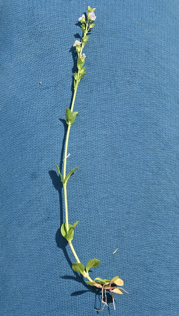 Image of Veronica serpyllifolia specimen.