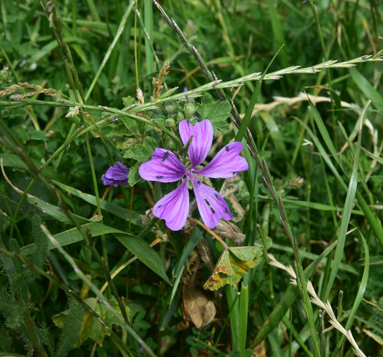 Image of genus Malva specimen.