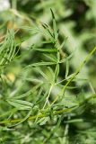Thalictrum lucidum. Листья. Санкт-Петербург, Петергоф, Луговой парк, разнотравный луг (с преобладанием Aegopodium podagraria) между дорожкой и берегом Старопетергофского канала. 29.06.2026.