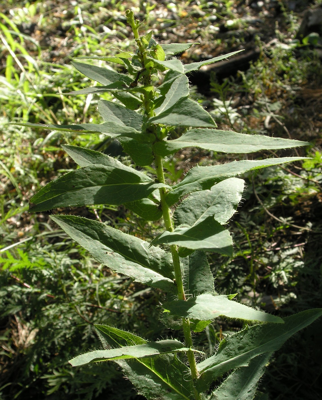 Image of Hieracium virosum specimen.
