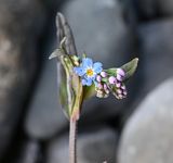 род Myosotis