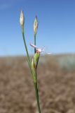 род Dianthus