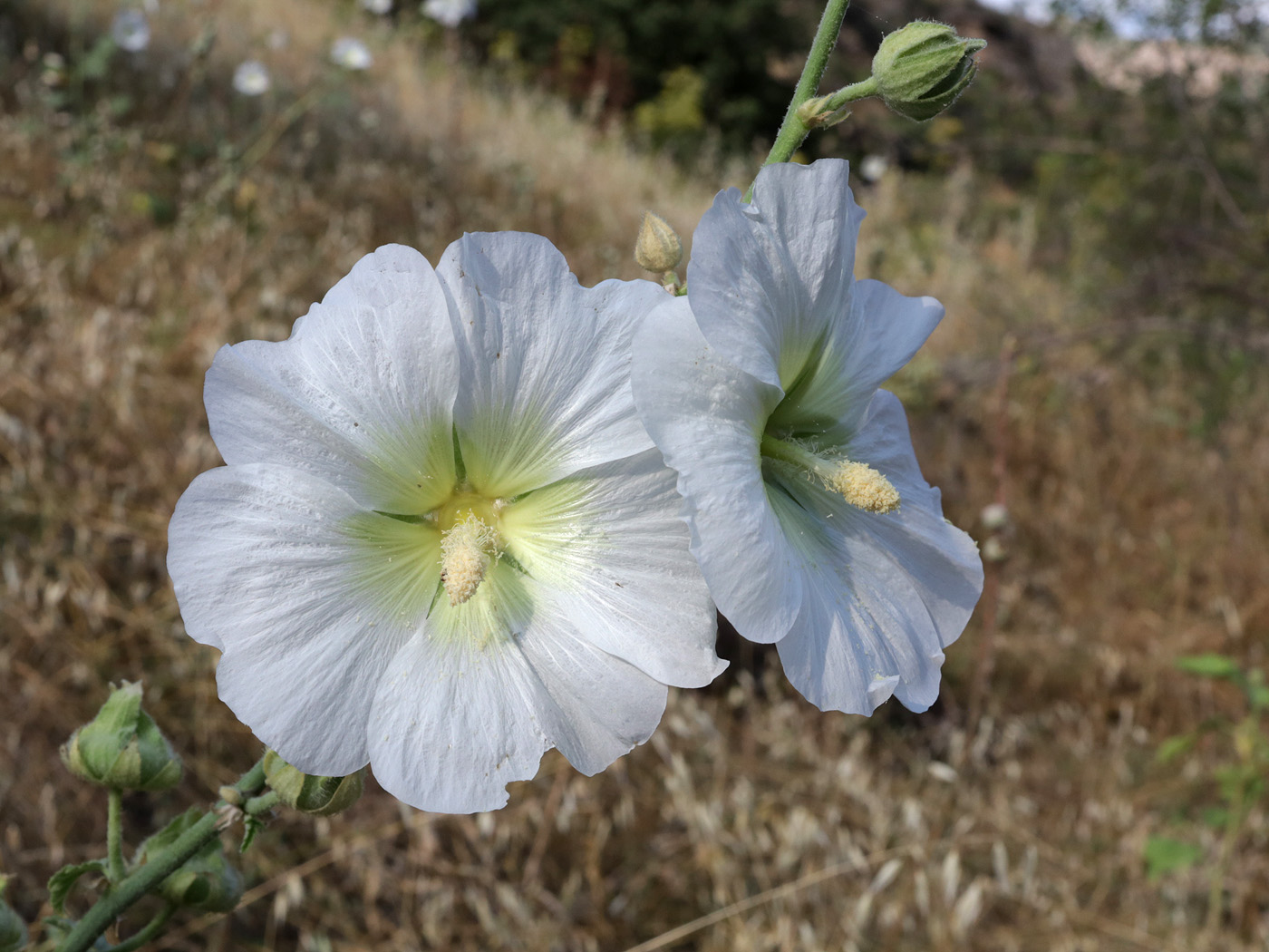 Image of Alcea nudiflora specimen.