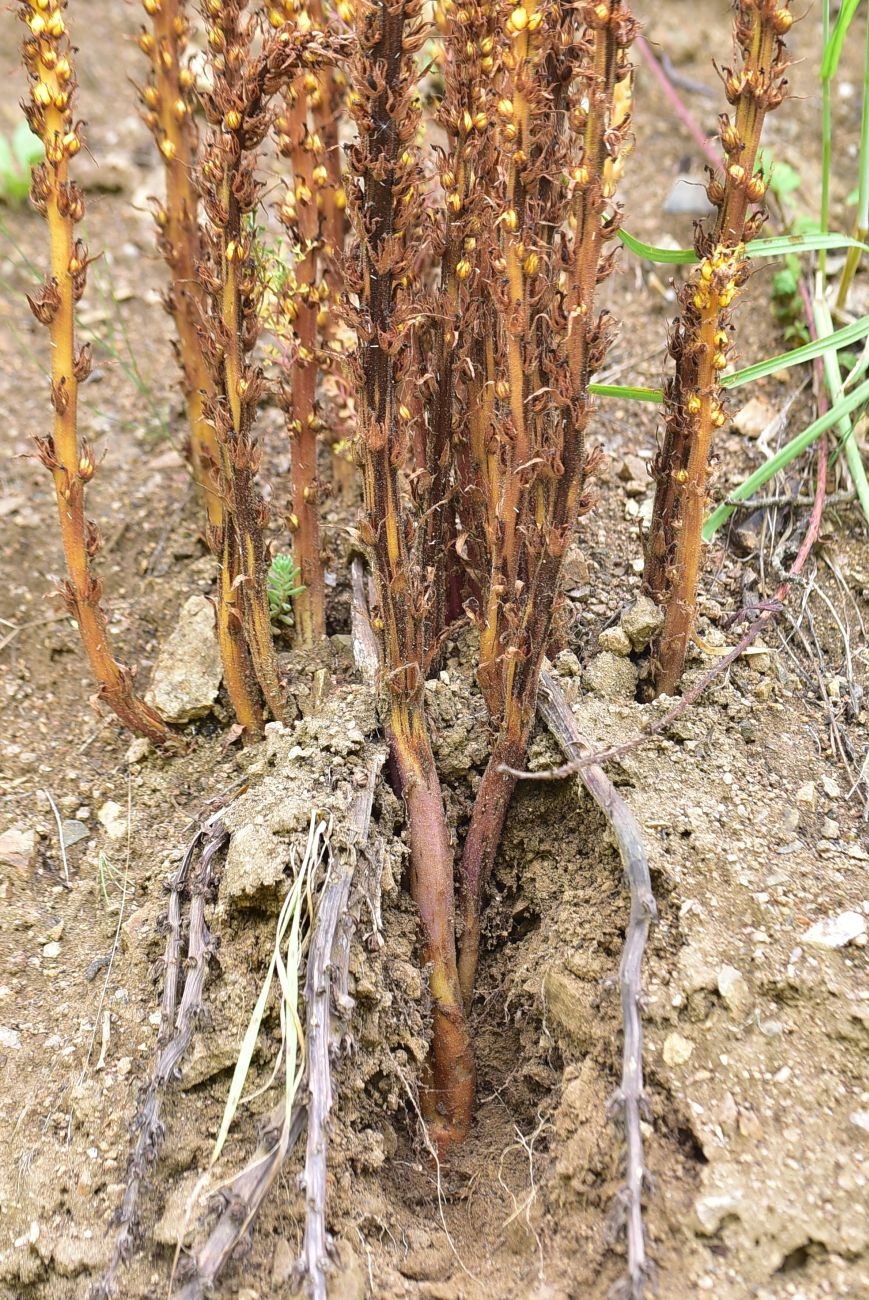 Изображение особи род Orobanche.