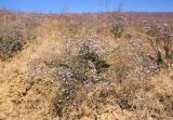 Limonium scoparium. Цветущее растение (на фоне заметен аспект цветения). Краснодарский край, Темрюкский р-н, окр. пос. Тамань, гора Карабетова, южный склон, сухая степь. 21 августа 2026 г.