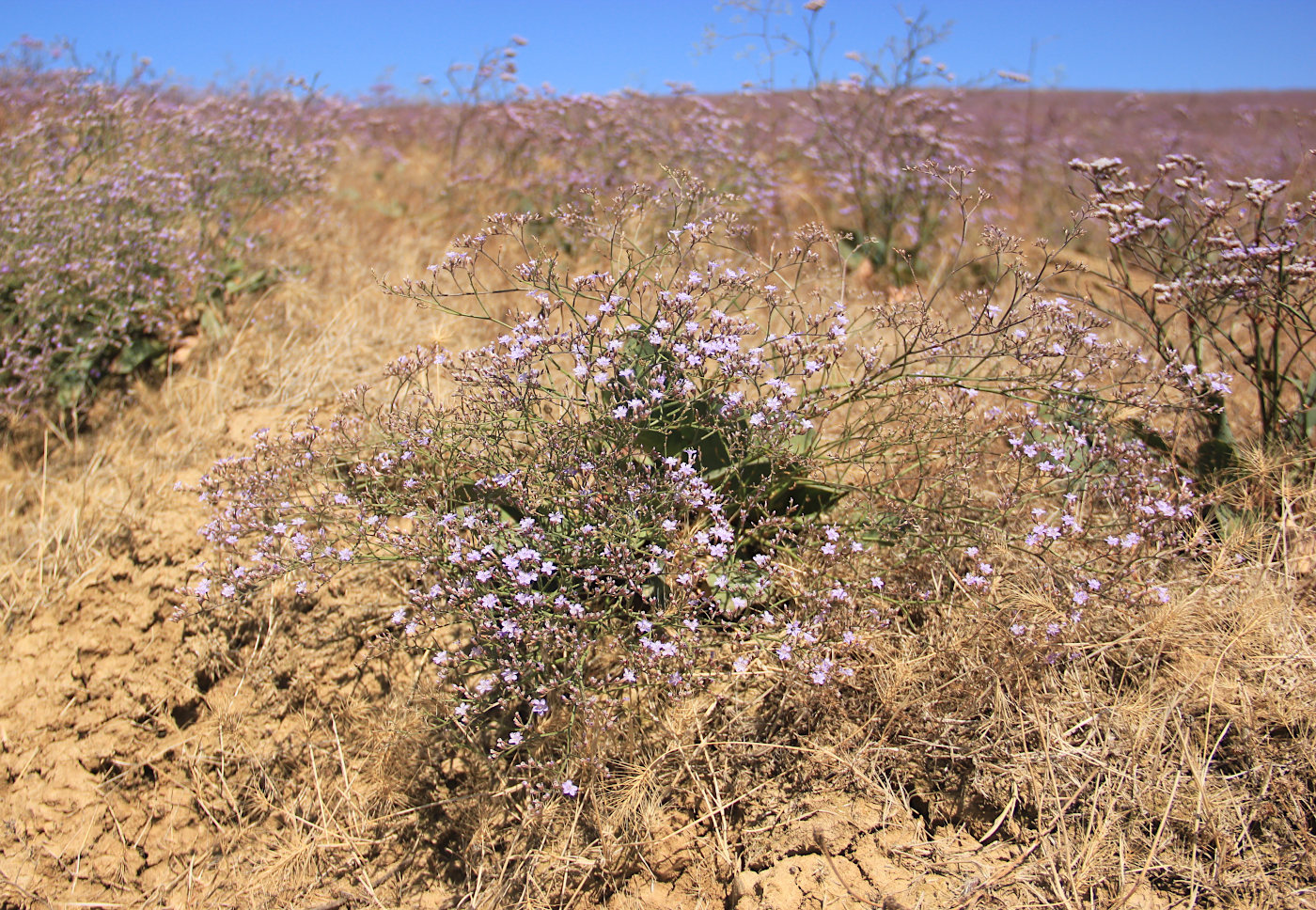 Image of Limonium scoparium specimen.