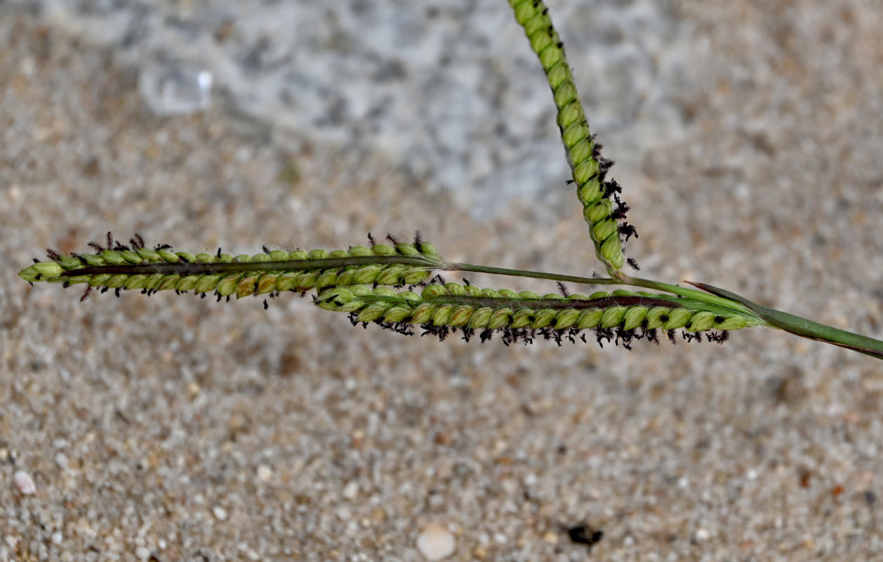 Image of Paspalum dilatatum specimen.