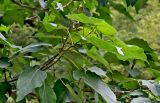 Paulownia tomentosa. Верхушка ветви с завязавшимся соплодием. Китай, пров. Шэньси, национальный парк \"Хуашань\", ≈ 2000 м н.у.м., опушка смешанного леса. 02.06.2025.