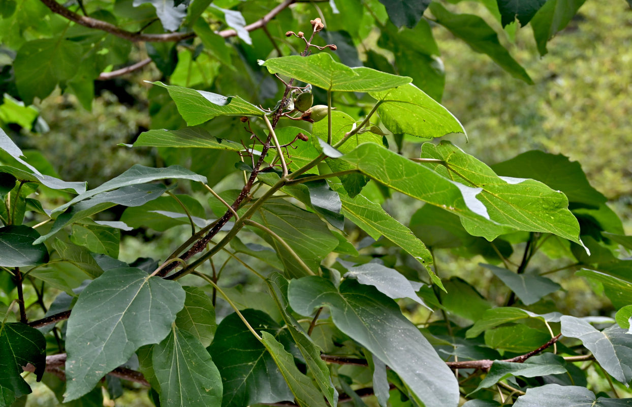 Image of Paulownia tomentosa specimen.