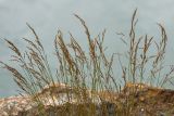 familia Poaceae. Верхушки плодоносящих растений. Карачаево-Черкесия, Карачаевский р-н, дол. р. Мырды, ≈2200 м н.у.м., расщелина в скале. 12.08.2026.