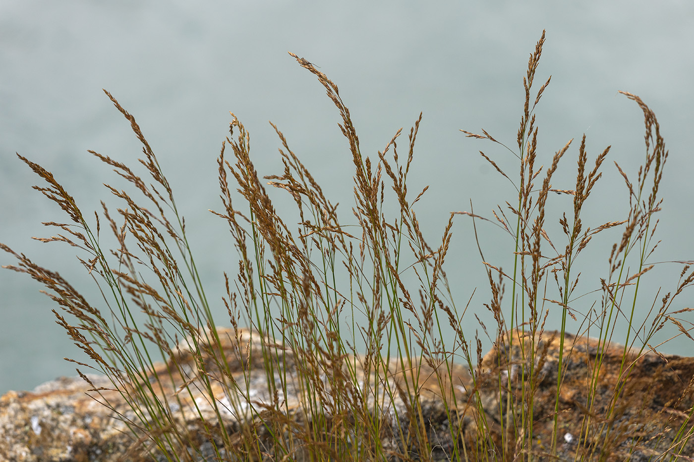 Изображение особи семейство Poaceae.