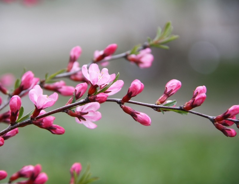 Изображение особи Amygdalus ledebouriana.