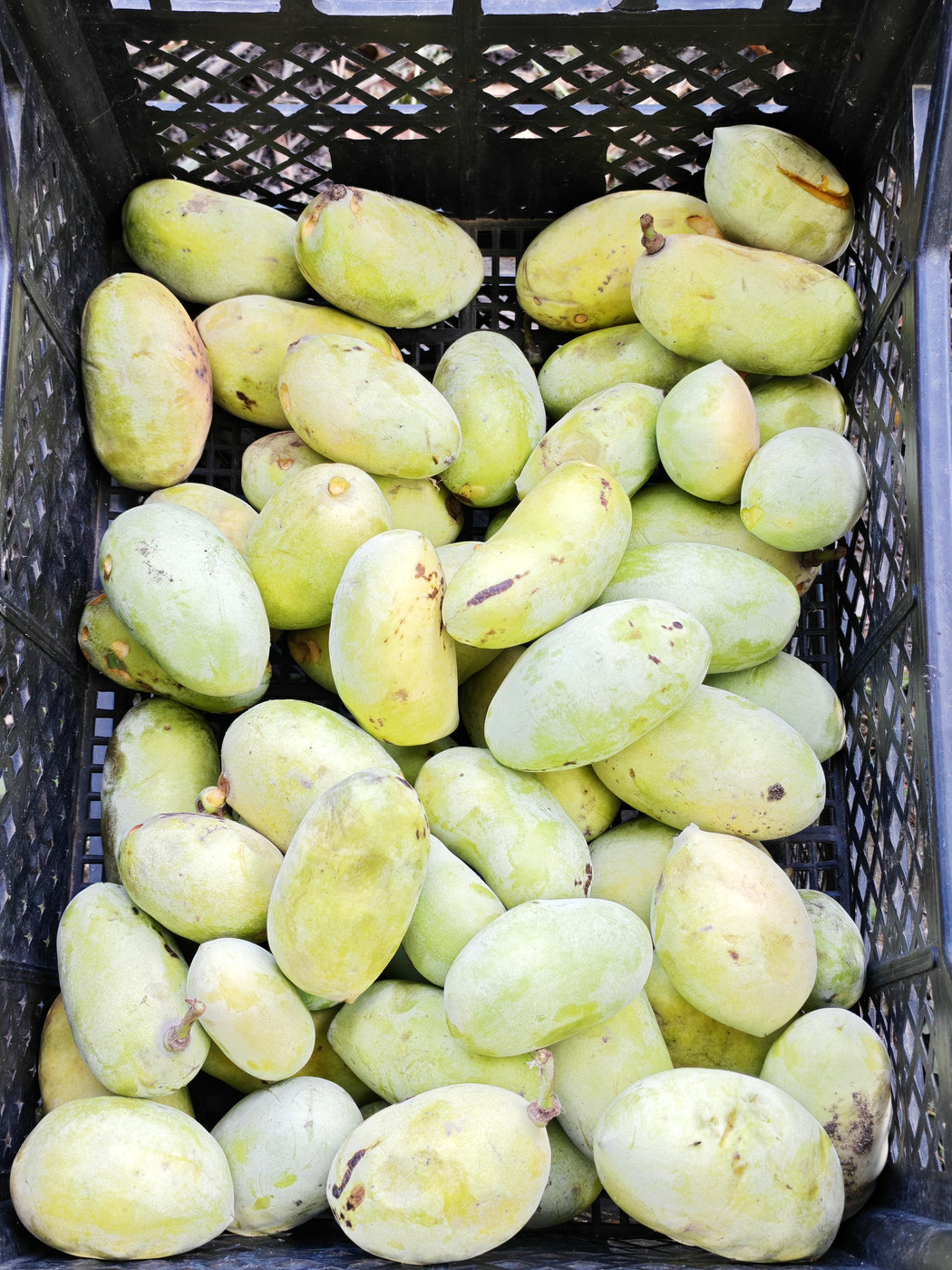 Image of Asimina triloba specimen.