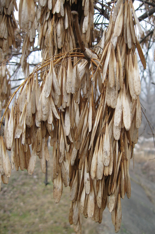 Image of Fraxinus pennsylvanica specimen.