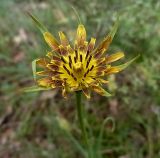 Tragopogon crocifolius