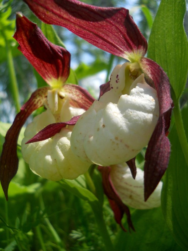 Изображение особи Cypripedium &times; ventricosum.