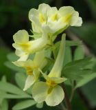 Corydalis bracteata. Соцветие. Санкт-Петербург, Петергоф, парк \"Сергиевка\". Начало мая.