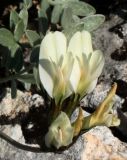 Astragalus permiensis