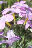 Linum olgae