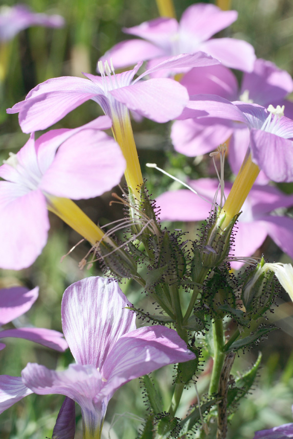 Image of Linum olgae specimen.