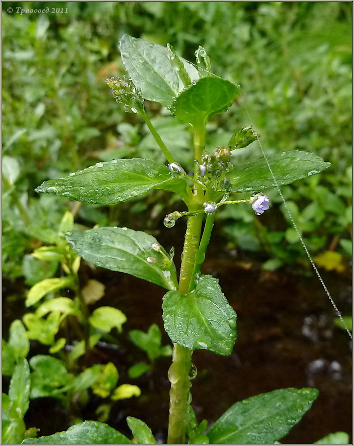 Image of Veronica beccabunga specimen.