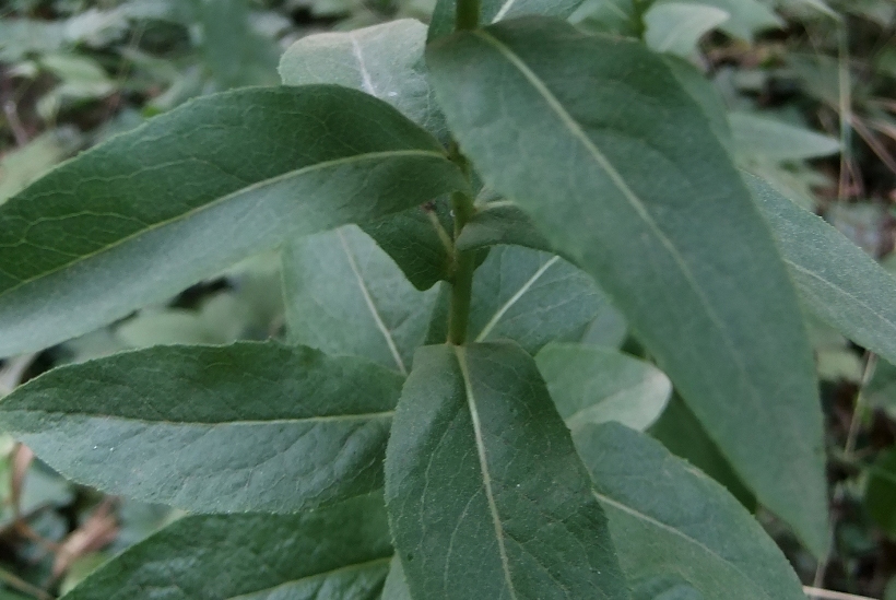 Image of Inula aspera specimen.