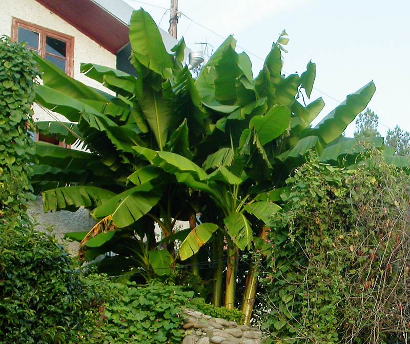 Image of Musa basjoo specimen.