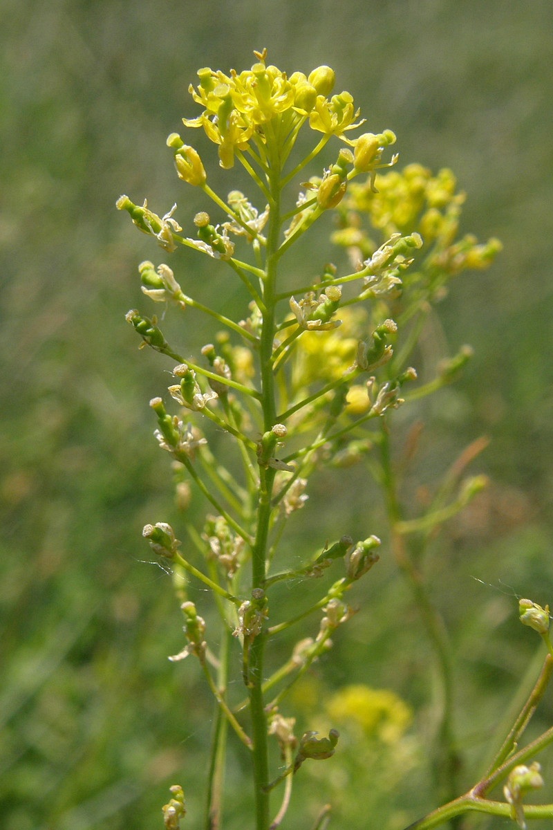 Image of Rorippa sylvestris specimen.