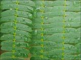 Albizia julibrissin