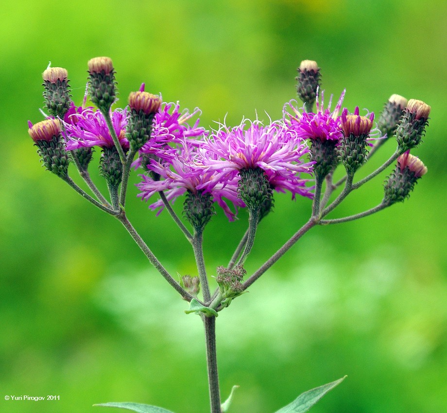 Изображение особи Vernonia baldwinii.