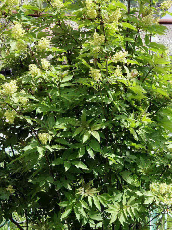 Image of Sambucus tigranii specimen.