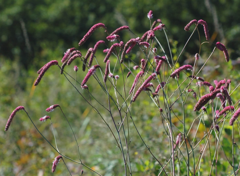 Изображение особи Sanguisorba tenuifolia.